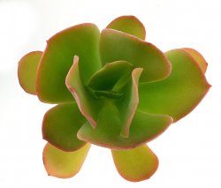 ECHEVERIA cv. Beach Waves, illustrative photo