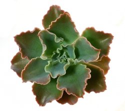 ECHEVERIA cv. Curly Locks, illustrative photo