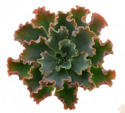 ECHEVERIA cv. Crinkles, illustrative photo