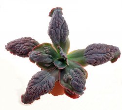 ECHEVERIA cv. Etna, illustrative photo