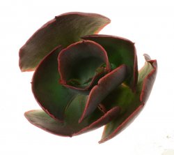 ECHEVERIA cv. Mauna Loa, illustrative photo