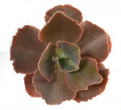 ECHEVERIA cv. Princess Lace, illustrative photo