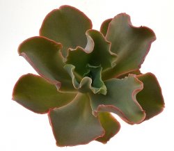 ECHEVERIA cv. Red Machine, illustrative photo