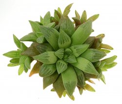 HAWORTHIA turgida JDV 86/95, illustrative photo