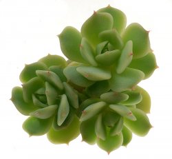 ECHEVERIA cv. Rose, illustrative photo