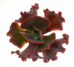 ECHEVERIA cv. Sundancer, illustrative photo