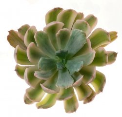 ECHEVERIA zahnii cv. Holwayi variegated