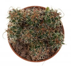 TURBINICARPUS graminispinus, illustrative photo