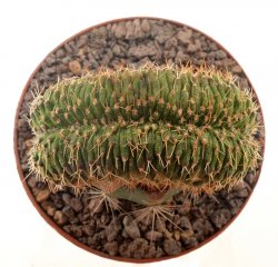 UEBELMANNIA meninensis f. cristate, illustrative photo