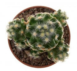 MAMMILLARIA haudeana, illustrative photo