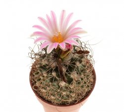 TURBINICARPUS pseudomacrochele ssp. lausseri, illustrative photo