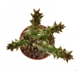 EDITHCOLEA grandis, illustrative photo