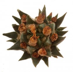 ARIOCARPUS trigonus var. horacekii, illustrative photo