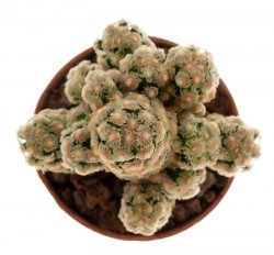 MAMMILLARIA theresae, illustrative photo