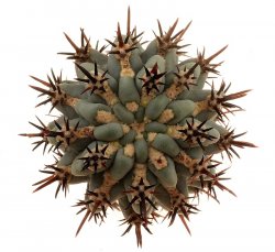 GLANDULICACTUS uncinatus var. wrightii f. brevispinus Cesal, illustrative photo