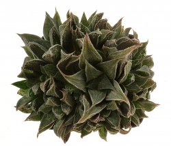 HAWORTHIA cv. Korizato, illustrative photo