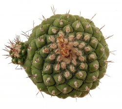 STROMBOCACTUS disciformis ssp. esperanzae x TURBINICARPUS alonsoii, illustrative photo