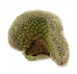 GYMNOCACTUS mandragora f. cristate, illustrative photo