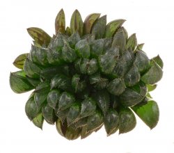 HAWORTHIA pictvlakensis f. cristate, illustrative photo