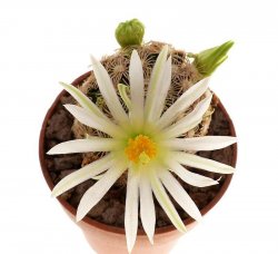 MAMMILLARIA hernadezii f. white flower, FO-023, illustrative photo