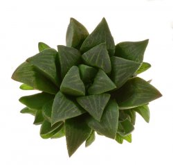 HAWORTHIA mutica ex JL18, Western Cape, illustrative photo