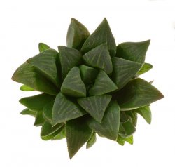 HAWORTHIA mutica ex JL18, Western Cape, illustrative photo