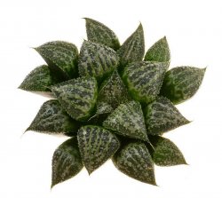 HAWORTHIA cv. Yuki - Keshiki, illustrative photo