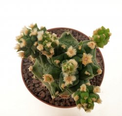 GYMNOCALYCIUM mihanovichii f. mostrosa ex Kobayashi, clone 1, illustrative photo