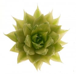 HAWORTHIA LUTEOROSAE F. VARIAGATE, illustrative photo