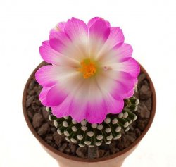 MAMMILLARIA LUETHYI, illustrative photo