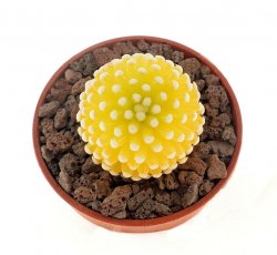 MAMMILLARIA LUETHYI F. AUREA, illustrative photo