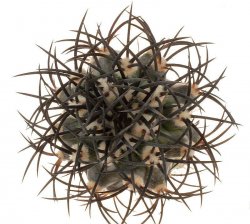 COPIAPOA griseoviolacea, illustrative photo