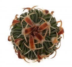 ECHINOFOSSULOCACTUS PHYLLACANTHUS F122, illustrative photo