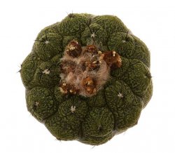 COPIAPOA HYPOGEA CV. LIZARD SKIN, illustrative photo