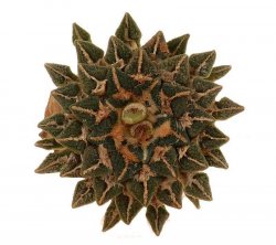 ARIOCARPUS KOTSCHOUBEYANUS VAR. MACDOWELLII, illustrative photo