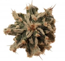 ASTROPHYTUM ORNATUM CV. DINOSAUR, illustrative photo