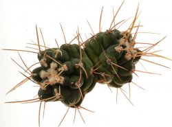 THELOCACTUS BICOLOR F. MONSTROSUS KKR EX GERARDO SNICER, illustrative photo