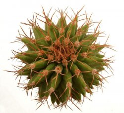 UEBELMANNIA BUININGII F. GREEN RNK 55, TROMBA D´ANTA, illustrative photo