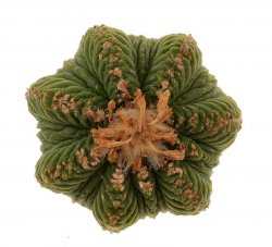 AZTEKIUM RITTERI, illustrative photo