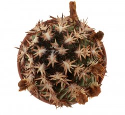 ECHINOCEREUS DAVISII F. BREVISPINUS, illustrative photo