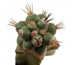 ORTEGOCACTUS macdougallii cv. Emil, illustrative photo