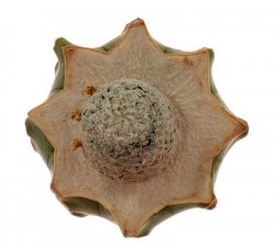 MAMMILLARIA BREVIPLUMOSA GCG 12500, illustrative photo