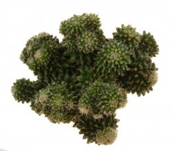 MAMMILLARIA SARTORII F. INERMIS MONSTROSA, illustrative photo