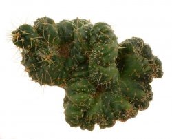 ECHINOCEREUS KNIPPELIANUS F. MONSTROSA, illustrative photo