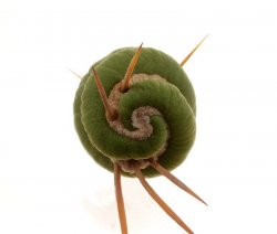 EULYCHNIA CASTANEA F. SPIRALIS, illustrative photo