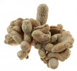 MAMMILLARIA EGREGIA F. CRISTATA, illustrative photo