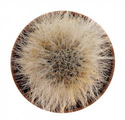 MAMMILLARIA SCHEINVARIANA GM 1545, illustrative photo