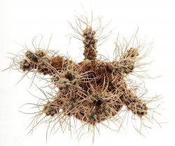 PTEROCACTUS AUSTRALIS, illustrative photo