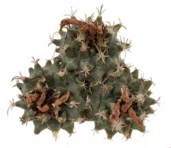 TURBINICARPUS NIKOLAE GCG 10892, 2. SITE, illustrative photo