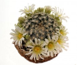 MAMMILLARIA ROEMERI, illustrative photo